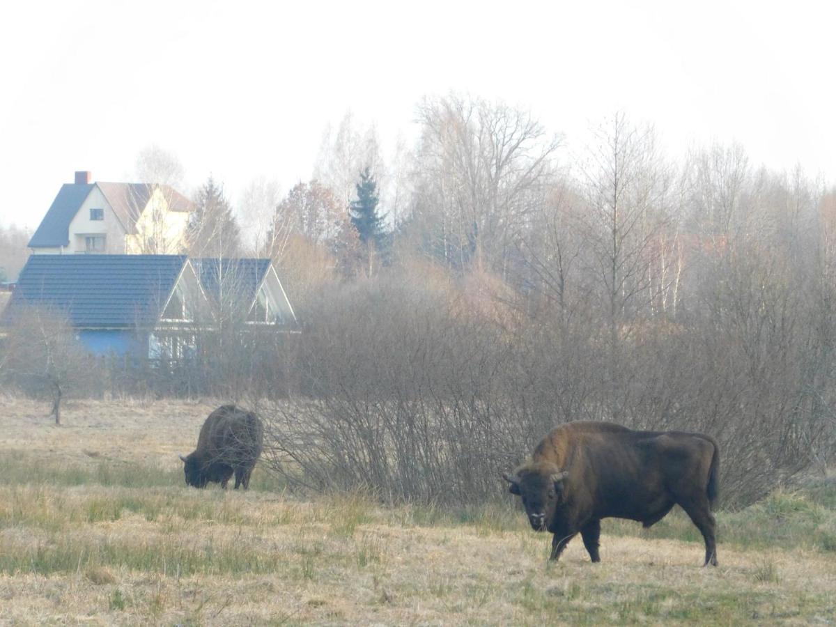 Appartement Wejmutka, Białowieża Extérieur photo