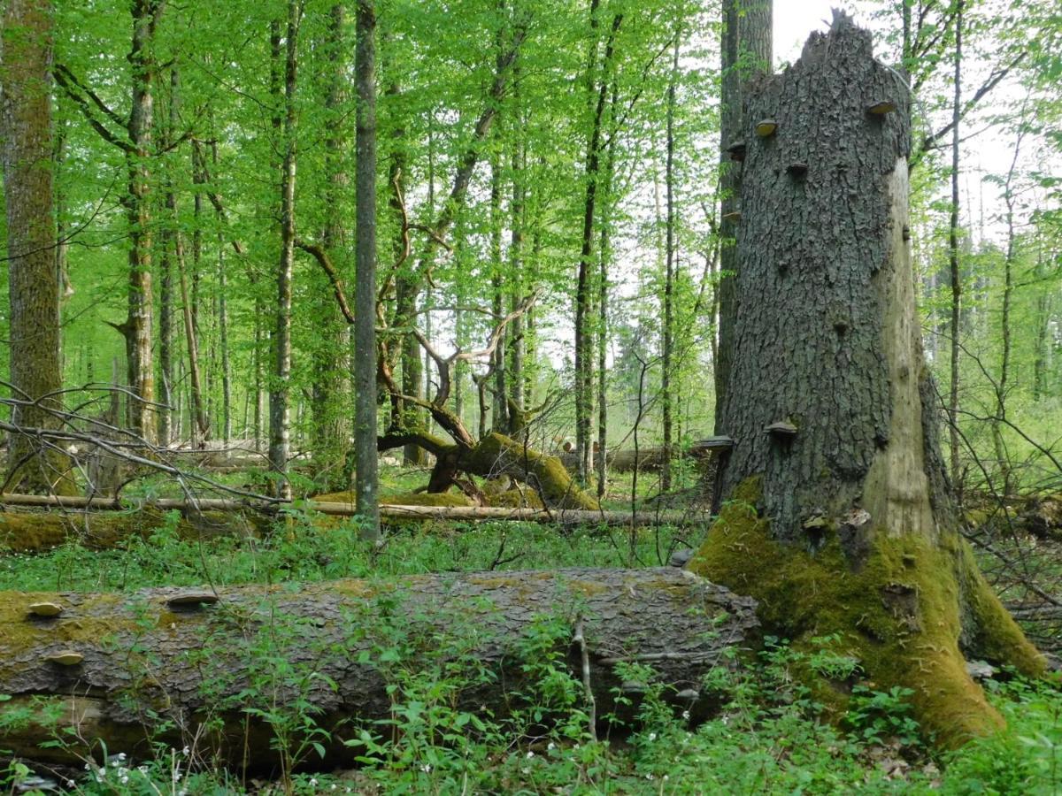 Appartement Wejmutka, Białowieża Extérieur photo